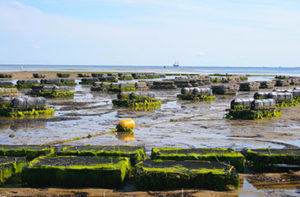 marché aquaculture