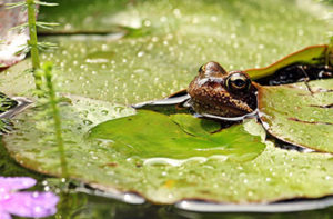 protection-batracien