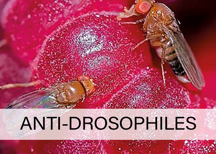 Anti-drosophiles