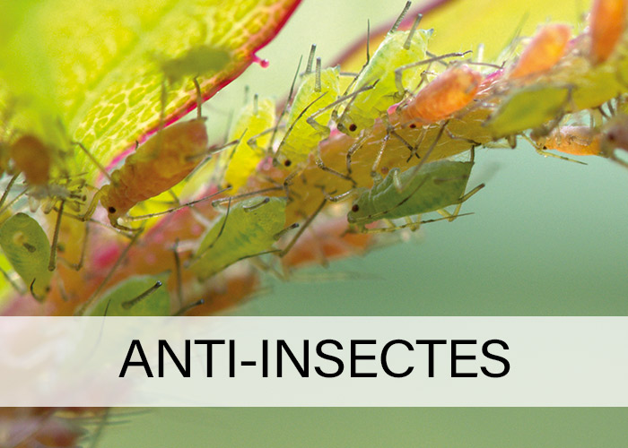 Anti-insectes