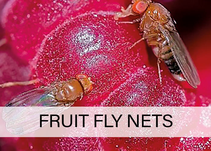 Fruity-fly-nets